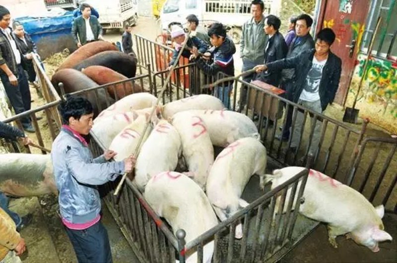 养猪技术：探索现代养殖业的创新之路