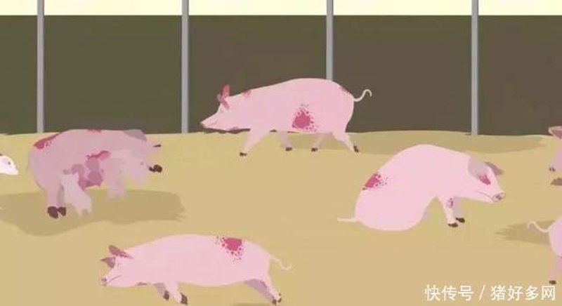 赶猪上网：新时代养殖行业的变革与挑战
