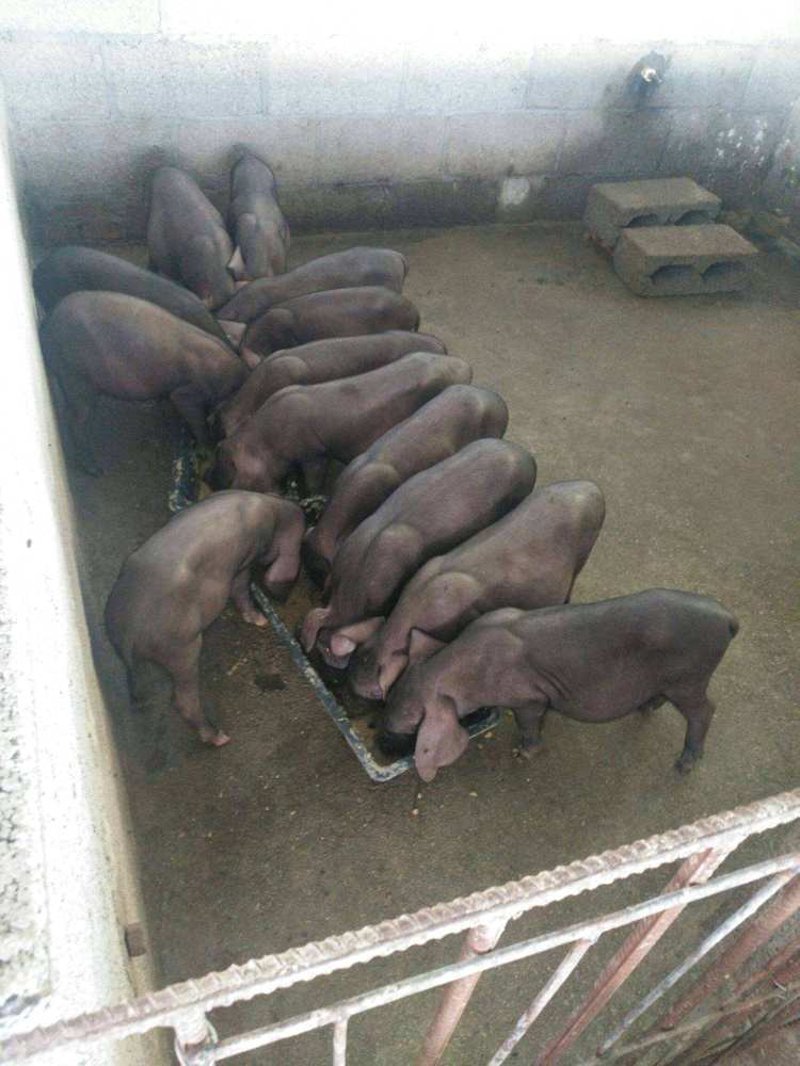 春节后猪价行情如何？市场最新动态解析