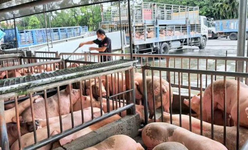 猪肉价格波动，养殖户如何应对？